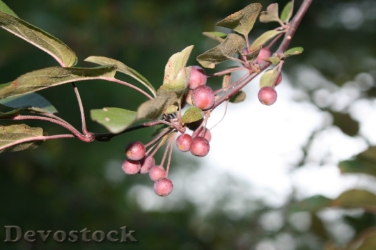 Devostock Tree Berry Christmas Hoiday 4K