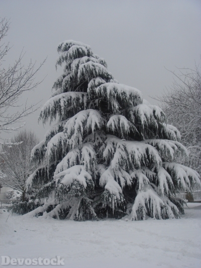 Devostock Tree Snow PineTree 4K