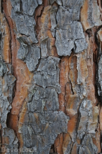 Devostock Tree Spruce AbiesBark 4K