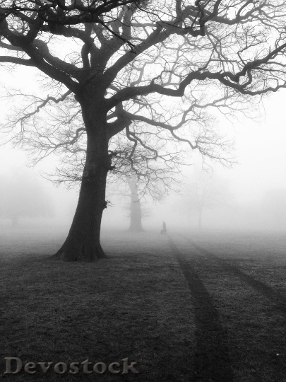 Devostock Trees Mist Fog Eerie 000 4K.jpeg