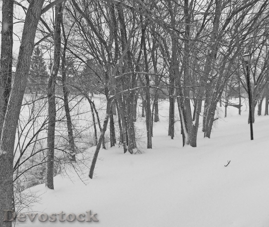 Devostock Trees Snow Christmas Xas 3 4K