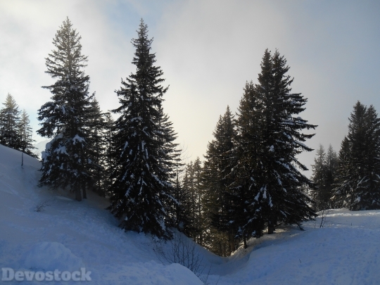 Devostock Trees Snow Winter Chritmas 4K