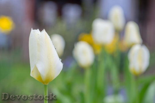 Devostock Tulip Flower Bud Bloom 37505 4K.jpeg