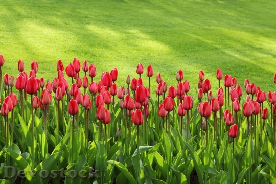 Devostock Tulips Bloom Blossom Colorful 4713 4K.jpeg