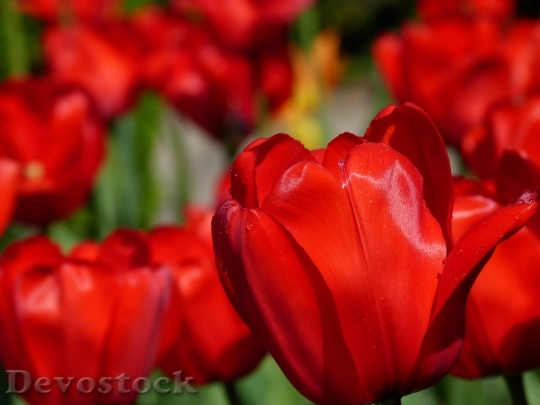 Devostock Tulips Flower Nature Spring 6884 4K.jpeg