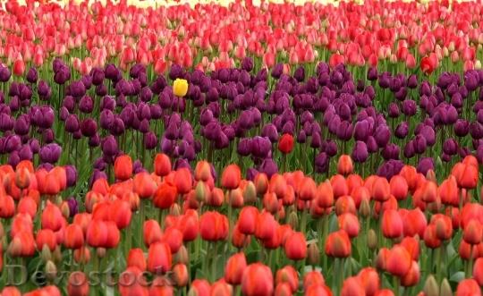 Devostock Tulips Flowers Red Purple 6621 4K.jpeg