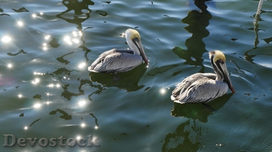 Devostock Water Animals Birds 86114 4K