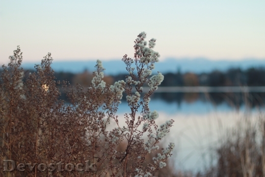 Devostock Water Flowers Lake 6122 4K