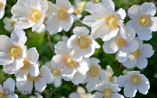 Devostock White Flower Plant Flowers 6708 4K.jpeg