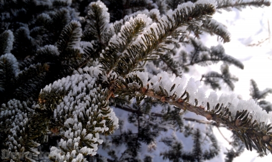 Devostock Winter Pine IceSnow 4K
