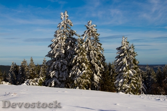 Devostock Winter Snow ChristmasTree 4K