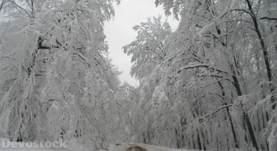 Devostock Winter Snow Trees Forst 0 4K