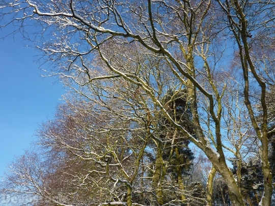 Devostock Winter Tree Sky cene 4K