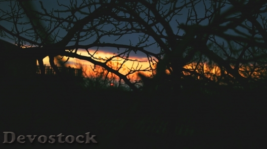 Devostock Wood Dawn Landscape 28158 4K