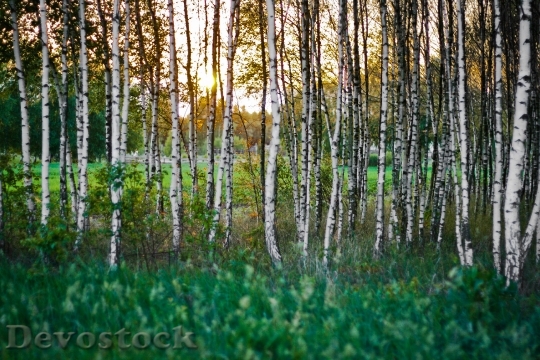 Devostock Wood Dawn Landscape 516 4K