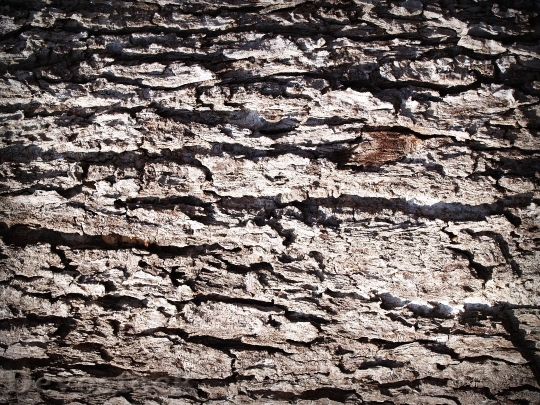 Devostock Wood Dry Texture 21643 4K