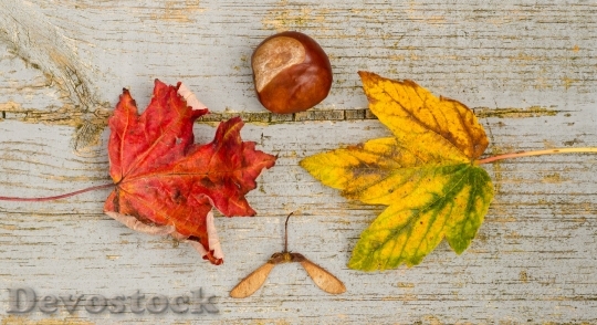Devostock Wood Fall Colors ple 4K