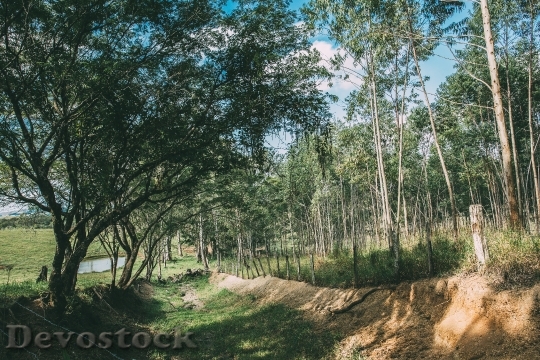Devostock Wood Landscape Nature 10559 4K