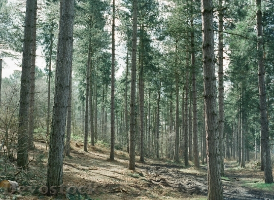 Devostock Wood Landscape Nature 167 4K