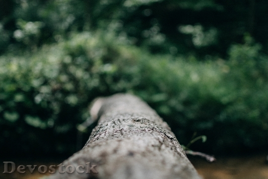 Devostock Wood Landscape Summer 133397 4K