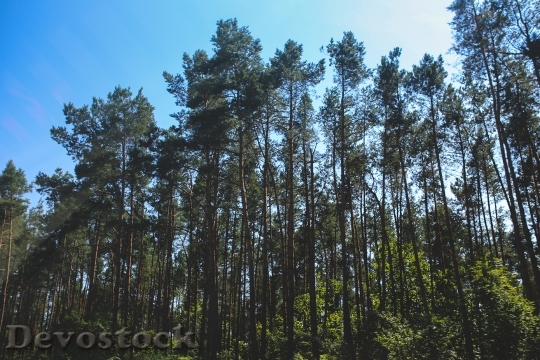 Devostock Wood Landscape Summer 607 4K