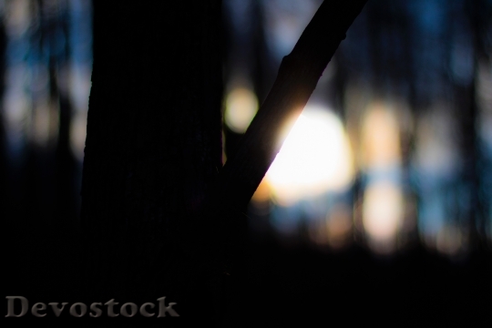 Devostock Wood Light Dawn 135503 4K