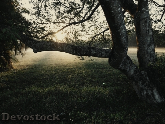 Devostock Wood Light Dawn 154400 4K