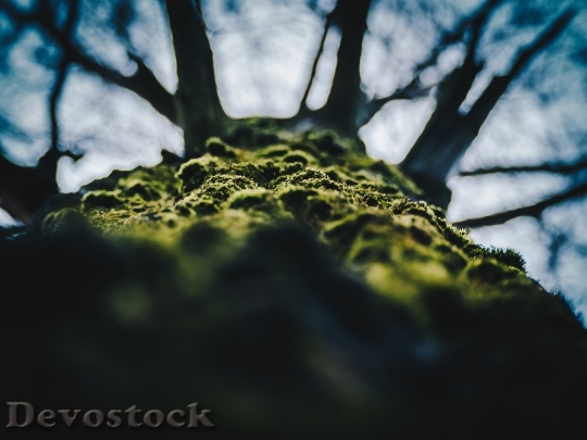 Devostock Wood Light Landscape 11634 4K