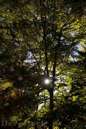 Devostock Wood Light Landscape 11901 4K
