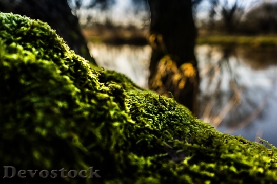 Devostock Wood Light Landscape 73682 4K