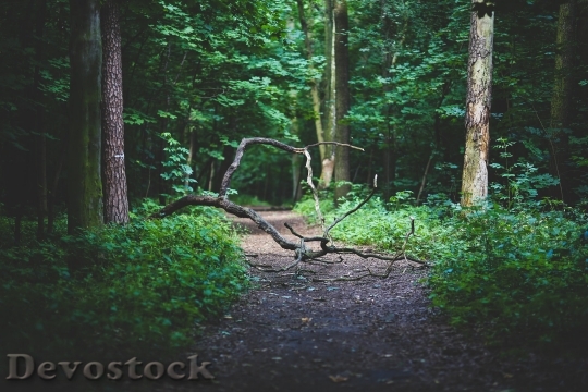 Devostock Wood Nature Forestath 4K