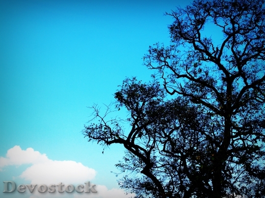 Devostock Wood Nature Sky 21606 4K