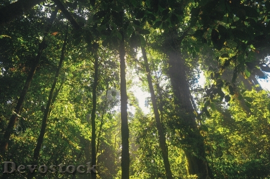 Devostock Wood Nature Sunny 607 4K
