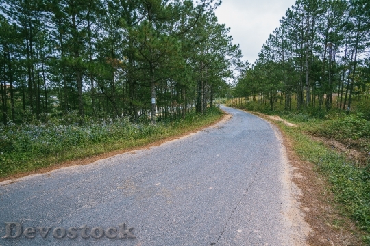 Devostock Wood Road Landscape 75037 4K