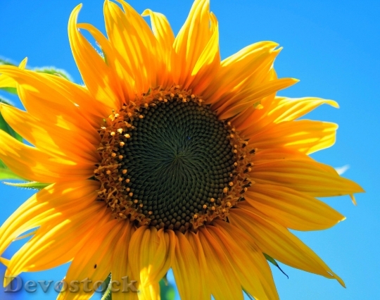 Devostock Yellow Sunflower Flower Round Yellow 5307 4K.jpeg