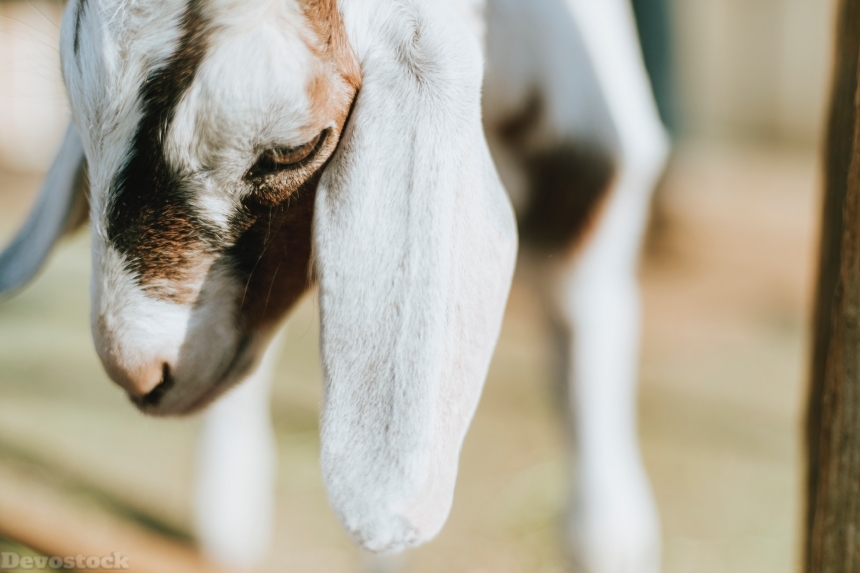 Devostock Adorable Animal Close Up Little Goat 4k