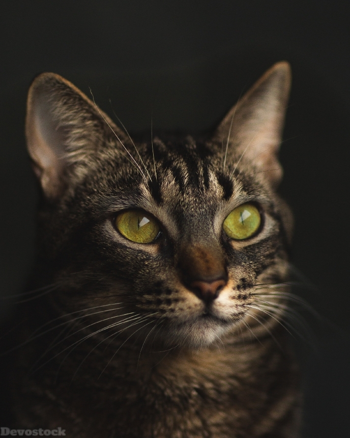 Devostock Adorable Animal Photography Cat Black Background 4k
