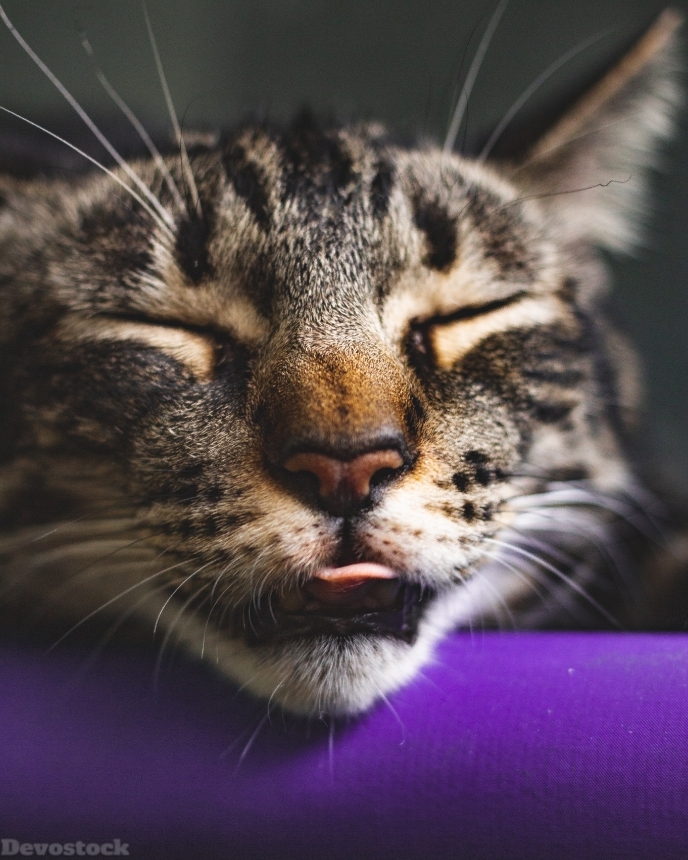 Devostock Adorable Animal Photography Smiling Cat 4k