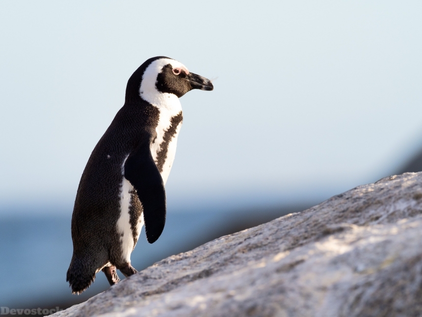 Devostock African Penguin Animal Photography Nature 4k