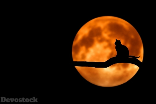 Devostock Amazing Beautiful Breathtaking Red Moon Cat 4k