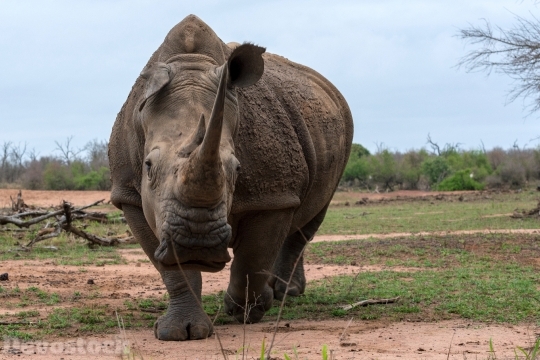 Devostock Animal African Rhinocer 4k