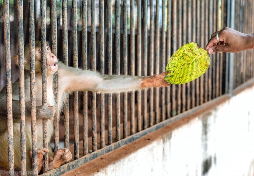 Devostock Animal Bars Cage Monkey 4k