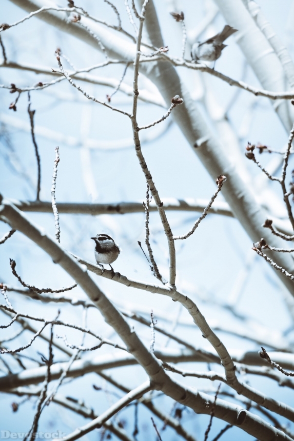 Devostock Animal Bird Photography Avian Tree Branch 4k