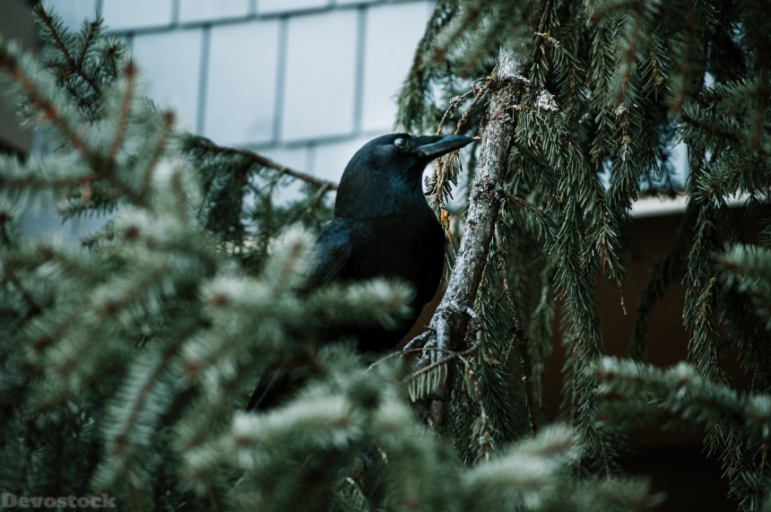 Devostock Animal Black Bird Photography Avian 4k