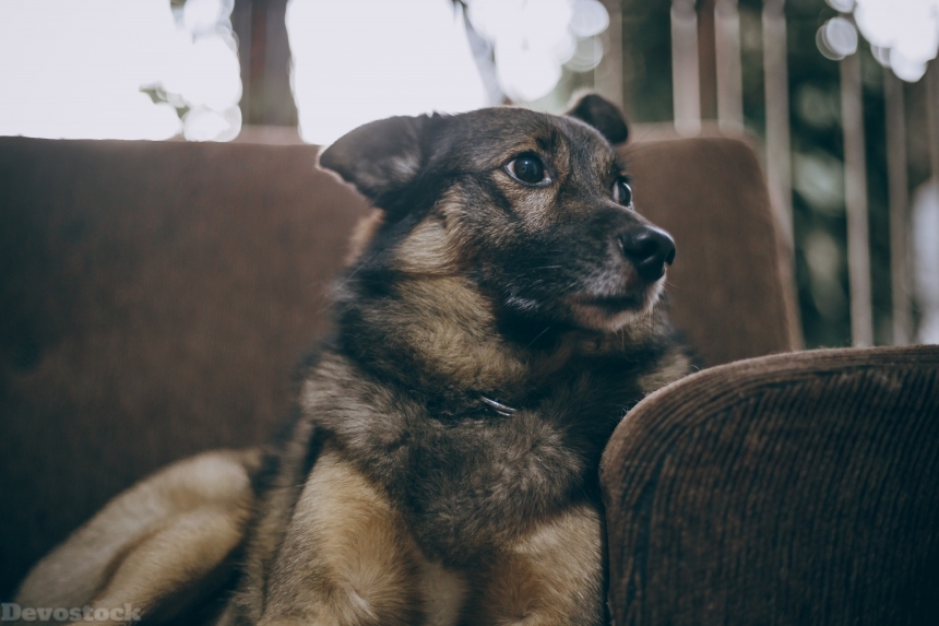 Devostock Animal Blurred Background Canine Indoor Dog 4k