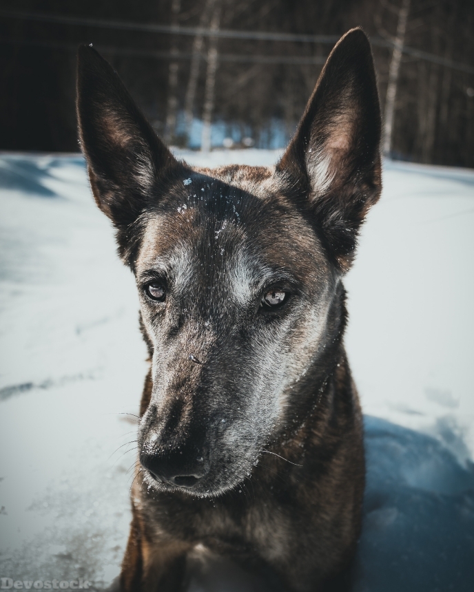 Devostock Animal Canine Cute Dog Snow Outdoor 4k