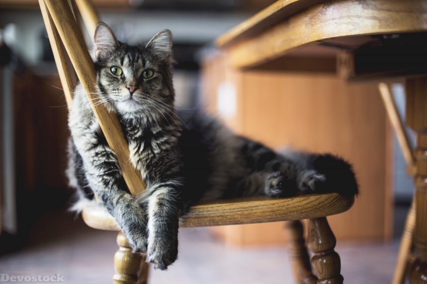 Devostock Animal Cat Chair Paws Relaxing Room 4k