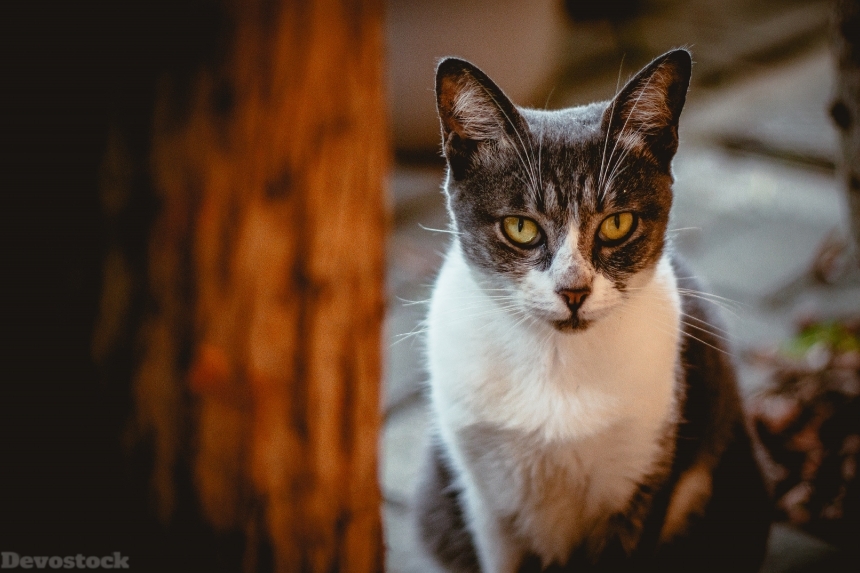 Devostock Animal Cat Photography Blur Tree 4k