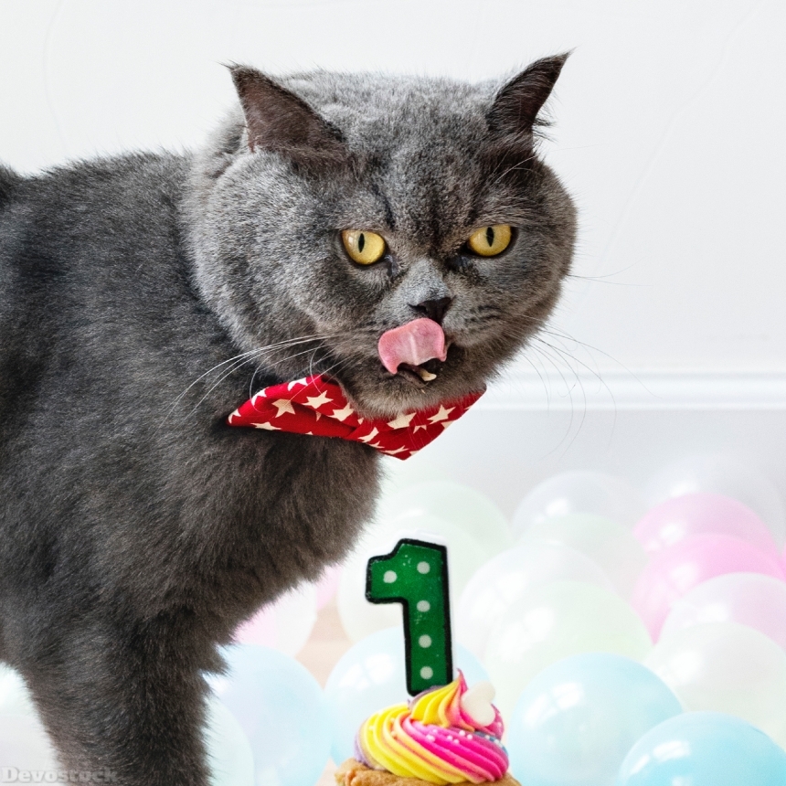 Devostock Animal Cat Photography Blurred Background Celebration 4k