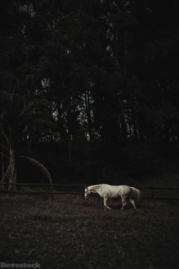 Devostock Animal Daylight Domestic Animal White Horse 4k